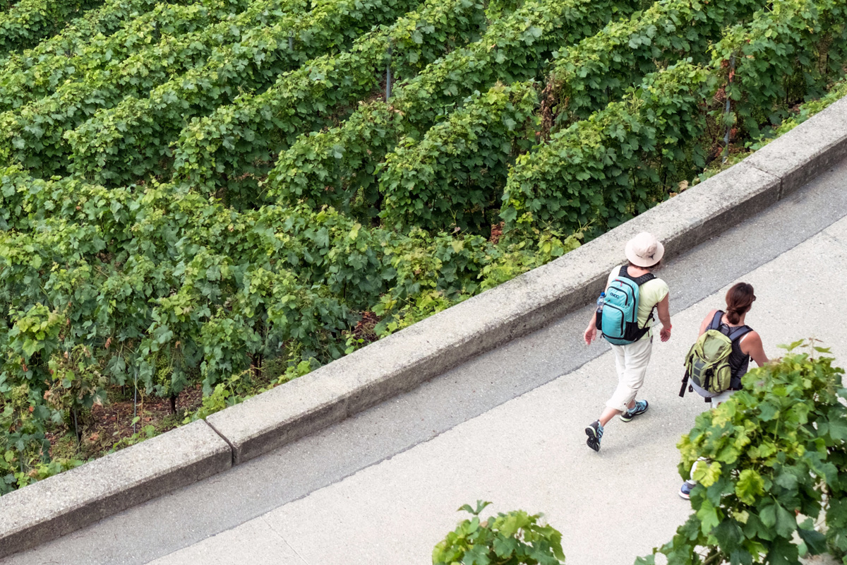 Selected wines of our own production