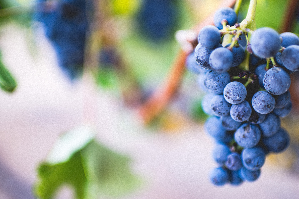 Wine seminars available